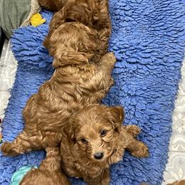 Goldendoodle Puppies from Coal Country Doodles