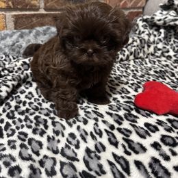 Shih Tzu Puppies from Little Mil’s Shih Tzus