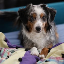 Shampoo - Toy Australian Shepherd