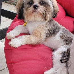 Shih Tzu Puppies from Kimberly's Heavenly Shih Tzus