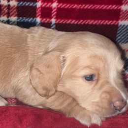 Sammy - Cream female Dachshund puppy in Bowling Green, Kentucky from Lost River Shorty's