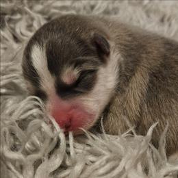 Todd - Gray and white male Pomsky puppy in Stover, Missouri from Lx2 County Line Pomskies