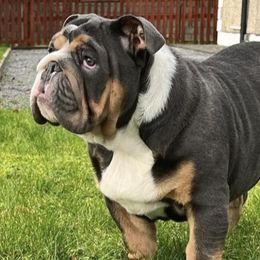 Bulldogs and French Bulldogs from Ranch Bulldogs