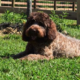 Griffin - Australian Labradoodle