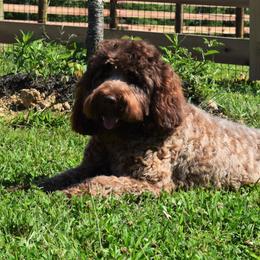 Griffin - Australian Labradoodle