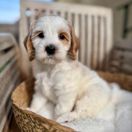 Cusco - Chalk male Australian Labradoodle puppy in Morgan Hill, California from Loving Labradoodle