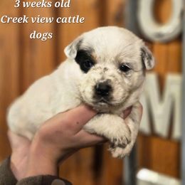 Boy 2 - Blue mottled male Australian Cattle Dog puppy in Monroe, North Carolina from Creek View Cattle Dogs