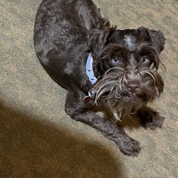 Cindy Lu - Miniature Schnauzer