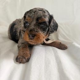 Merica - Blue merle female Bernedoodle puppy in Jacksonville, Florida from Autumn's Aussies