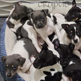Rat Terrier Puppies from Cryptic Rat Terriers