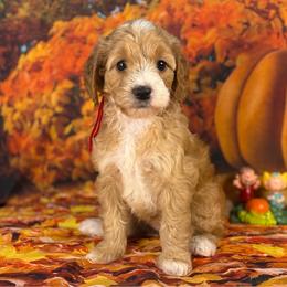 Calypso (Red Collar) - Parti female Goldendoodle puppy in Lake Panasoffkee, Florida from Donnas Deluxe Doodles LLC