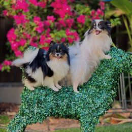 Girl 2 - Tri-colored female Pomeranian puppy in Modesto, California from Pommiepalace