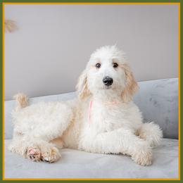 Pixie - Red female Bernedoodle puppy in Connersville, Indiana from Deaz Doodle Ranch