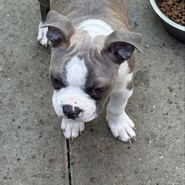Anuq - Blue male Boston Terrier puppy in Monroe, Washington from Nordkyn Boston Terriers