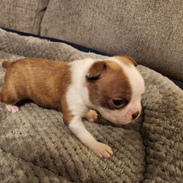 Boston Terrier Puppies from Bostic's bostons
