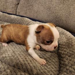 Boston Terrier Puppies from Bostic's bostons