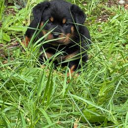 Pink female - Black and mahogany female Rottweiler puppy in Marysville, Washington from Iron Crown