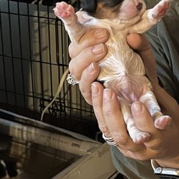 Cavalier King Charles Spaniel Puppies from Foster Cavaliers