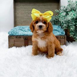 Carrie - Red female Cavapoo puppy in Statesville, North Carolina from Doodle Babies