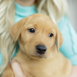 Captain - Yellow male Labrador Retriever puppy in Allons, Tennessee from UC Labradors LLC