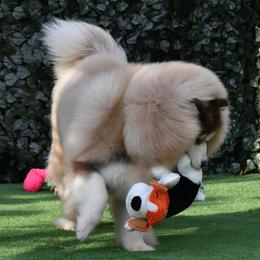 Simba - Siberian Husky