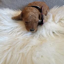 Art - Apricot male Goldendoodle puppy in Davie, Florida from Daviegoldendoodles