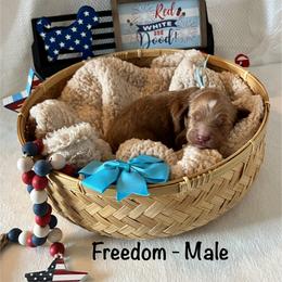 Freedom - Blue Collar Male - Red  male Goldendoodle puppy in Bradenton, Florida from Suncoast Goldendoodles
