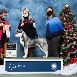 "Sauni's 1st show 4 months BP G1" Siberian Husky Puppies from Shadow Wood Forest Kennel