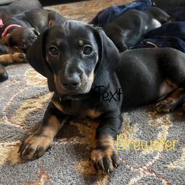 Dachshund Puppies from Honey Bee Dachshunds
