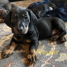 Dachshund Puppies from Honey Bee Dachshunds