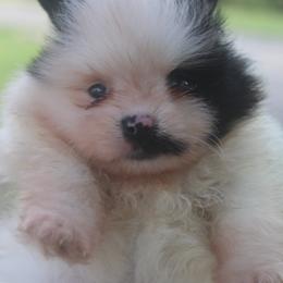 ART - Black parti female Pomeranian puppy in Andrews, South Carolina from Purple Diamonds Kennel