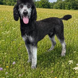 Henri - Poodle