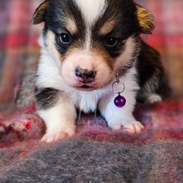 Reggie - Black and tan male Pembroke Welsh Corgi puppy in Fortine, Montana from North Star Pembroke Welsh Corgi's