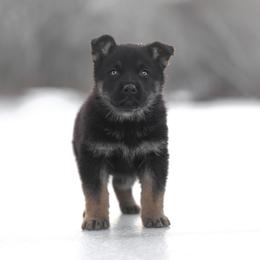 Roush - Black and tan male German Shepherd puppy in Augusta, West Virginia from Vom Haus Highlands