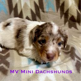 Rain - Dapple female Dachshund puppy in Carlsbad, Texas from MV Mini Dachshunds