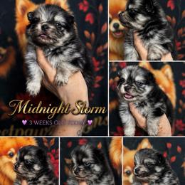 Midnight Storm - Blue merle male Pomeranian puppy in Odessa, Texas from Cherry's Poms