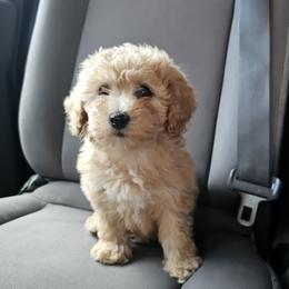 Poodle Puppies from Caboodles Of Poodles