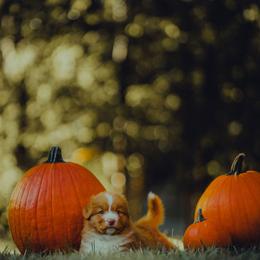 Nova Scotia Duck Tolling Retriever Puppies from Spitfire Tollers