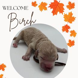 Birch - Cream male Poodle puppy in Southampton, New Jersey from Lavishly Loved Pets LLC