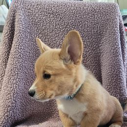 Pembroke Welsh Corgi Puppies from Seegrist Family Puppies