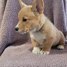 Pembroke Welsh Corgi Puppies from Seegrist Family Puppies