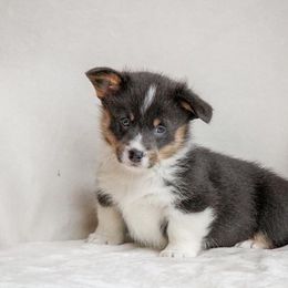American Corgi and Pembroke Welsh Corgi Puppies from Elk Ridge Corgis