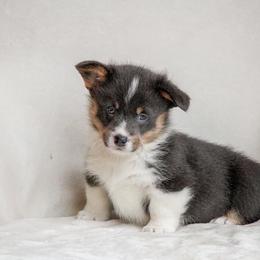 American Corgi and Pembroke Welsh Corgi Puppies from Elk Ridge Corgis