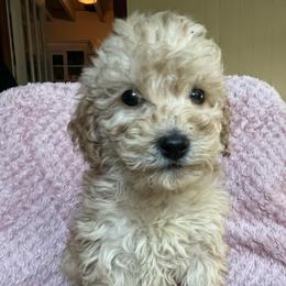 Clementine - Cream female Goldendoodle puppy in Lowville, New York from Adirondack Labradoodles