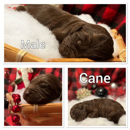 Aussiedoodle Puppies from Woodfield Doodle Farm