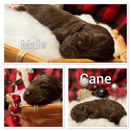 Aussiedoodle Puppies from Woodfield Doodle Farm