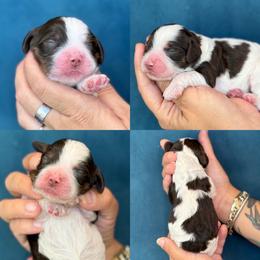 Vince - Brown and white male Cockapoo puppy in Yuciapa, California from AlltheDoodlez_