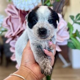 Muffin - Blue female Australian Cattle Dog puppy in Sahuarita, Arizona from A2 Australian Cattle Dogs