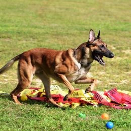 Uther - Belgian Malinois