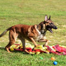 Uther - Belgian Malinois